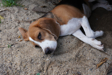 A cute beagle dog sleep on the sand in the park.