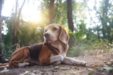 An old beagle dog laying down on the ground under the tree.