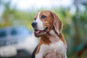 Portrait an adorable beagle dog outdoor.