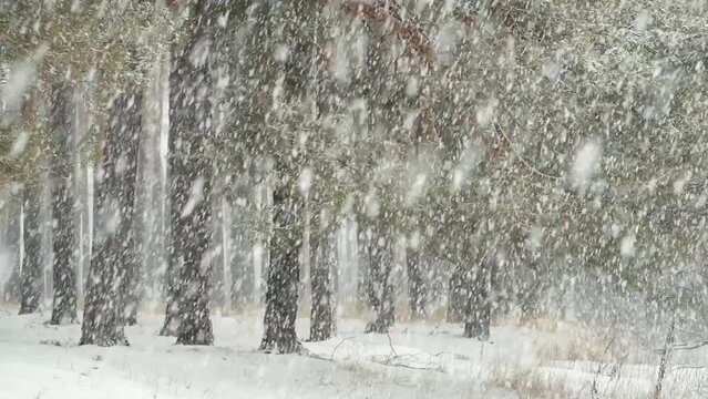 Heavy blizzard in pine forest. Snowing in forest, winter weather