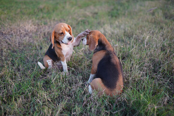 Two beagle dogs play on the grass field in Thailand,one put its hand on the other 's head.