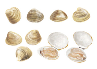 水彩のハマグリ01_1