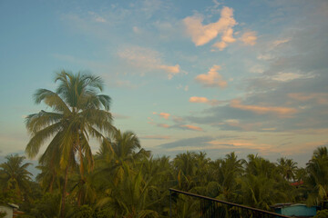 Sunset with coconut trees in South India, Manipal