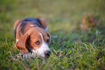 A cute beagle dog lay on the green grass .