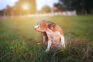 An adorable beagle dog scratching body outdoor in the grass field .