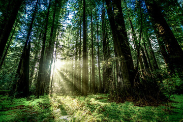 Redwoods National Park