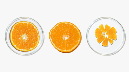 Petri dishes with orange research. Cut orange, research in the laboratory. Bioengineering, laboratory.