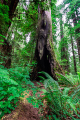 Redwoods National Park