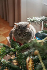 Serious gray domestic cat in red sweater against Christmas tree. Christmas style, winter holidays