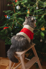 Serious gray domestic cat in red sweater against Christmas tree. Christmas style, winter holidays