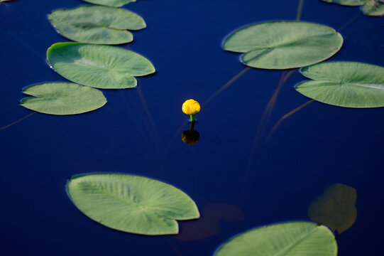 Blooming yellow water lily in water .Nuphar luteum. Aquatic plant of the lily family
