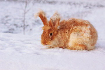 A red fluffy rabbit in the snow in nature. The symbol of the new year.