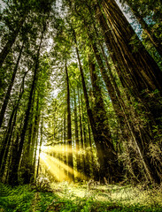 Fototapeta na wymiar Redwoods National Park