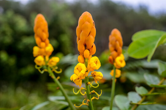 Senna alata the ringworm tree. Beautiful Yellow Wild Flower thai herble.