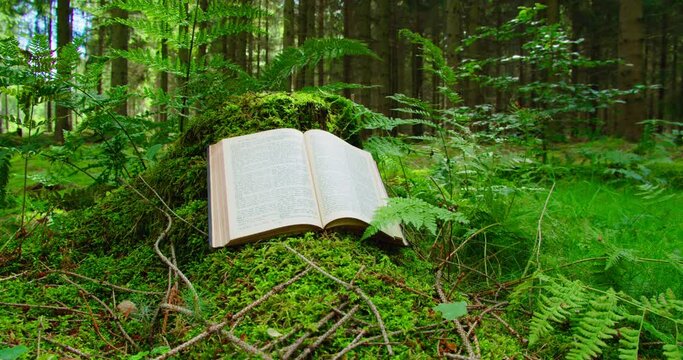 Open sacred book on a natural background. Pine forest moss floor. Rays of sunlight fall on the pages. Big old stump. Concept of wisdom and knowledge.