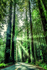 Redwoods National Park