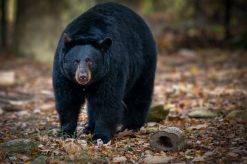 Black bear drooling and looking at camera with brown eyes.