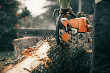 Lumberjack cut down tree with a chainsaw and chipped into wood pile. Man with the chainsaw working on hard labor wood cutting work. Close up to wood cutting.