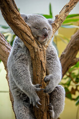 Sleeping koala bear in the tree. Phascolarctos cinereus.