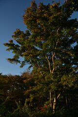 夕日に照らされる木