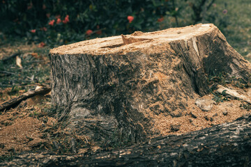 Close up to the tree cut down by a lumberjack