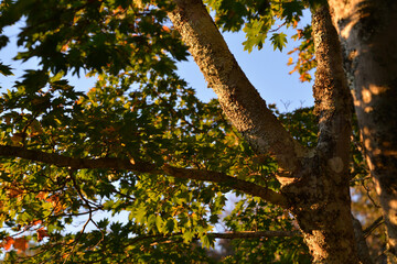 夕日に照らされる木