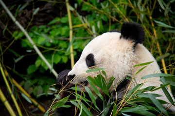 Eating Giant Panda. Panda Bear. Ailuropoda melanoleuca.