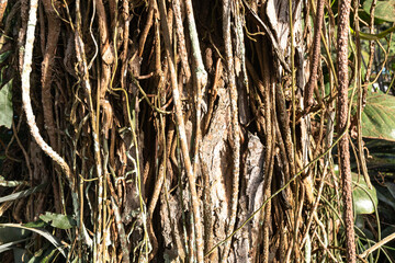 Bush rope hanging over big tree trunk