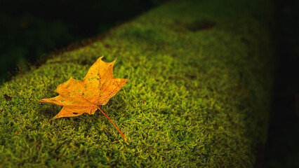 Maple leaf on the ground