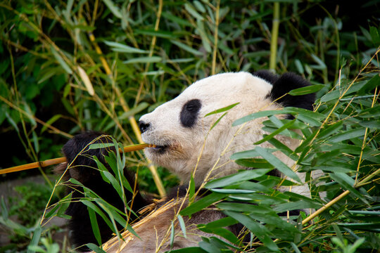 Eating Giant Panda. Panda Bear. Ailuropoda melanoleuca. © Lucie
