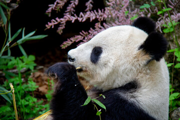 Obraz premium Giant Panda eating bamboo. Panda Bear. Ailuropoda melanoleuca.
