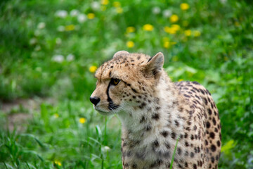 Cheetah in the grass. Acinonyx jubatus.
