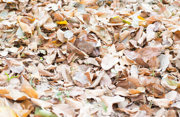 autumn leaves on the ground