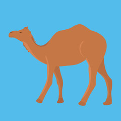 Single wild camel isolated on blue background. Vector illustration.