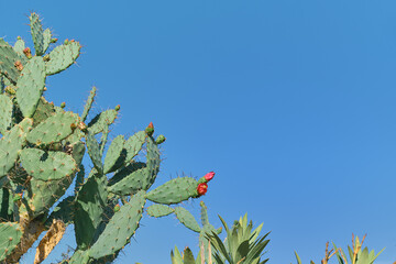 Red cactus flowers against a blue clear sky. Idea for a background or wallpaper to describe succulents, care and growing plants for parks