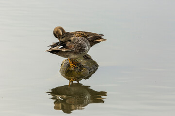 Mallard in spring in Aiguamolls De L Emporda Nature Park, Spain