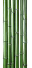 green bamboo sticks isolated.