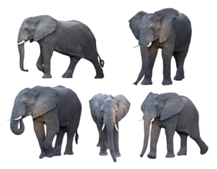 african elephant in different pose.