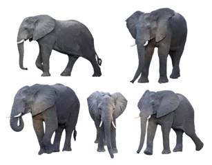 Zelfklevend Fotobehang african elephant in different pose. © tiero