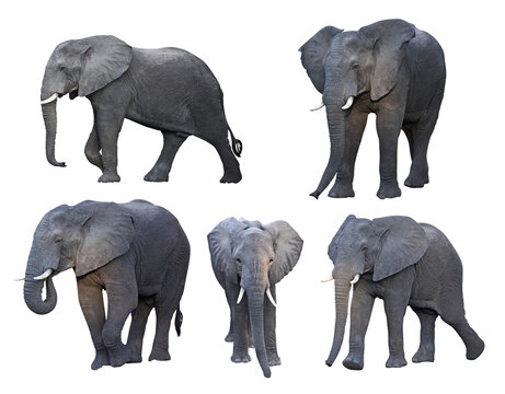 african elephant in different pose.