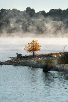 Autumn tree on foggy lake