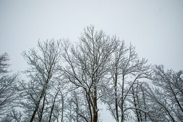 Winter landscape and snowfall in Cerdagne, Pyrenees, France