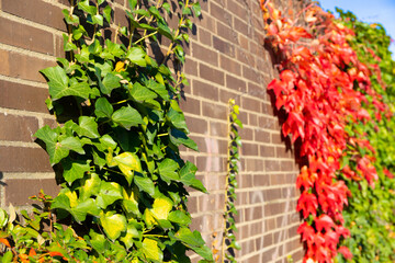 Climbing plant in autumn with red and green leaves