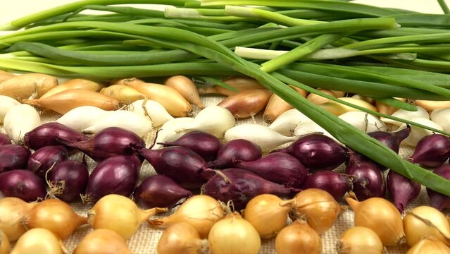 Small bulbs for planting red, white, and yellow onions are arranged in rows on white burlap against the background of the large bundle of onions scallions 