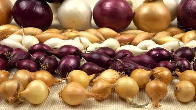 Small bulbs for planting red, white, and yellow onions are arranged in rows on white burlap against the background of the large bulbs of different varieties