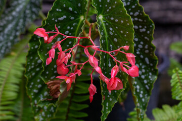 Red flower and white spots on the leaves of Angel Wing Begonia bloom in the garden.