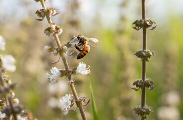 Stunning close up of a bee collecting nectar and pollen from a basil flower in the countryside of...