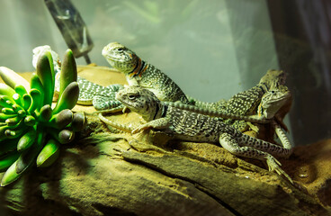 Collared desert iguana (Latin Crotaphytus collaris).
 Above the front paws there are several stripes running around the neck, along the back of the lizard there are 5-6 light narrow transverse stripes