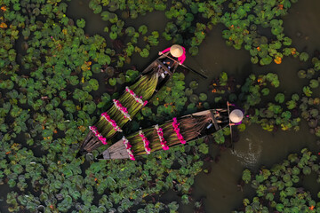 Water lily harvesting in southern Vietnam