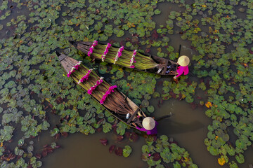 Water lily harvesting in southern Vietnam